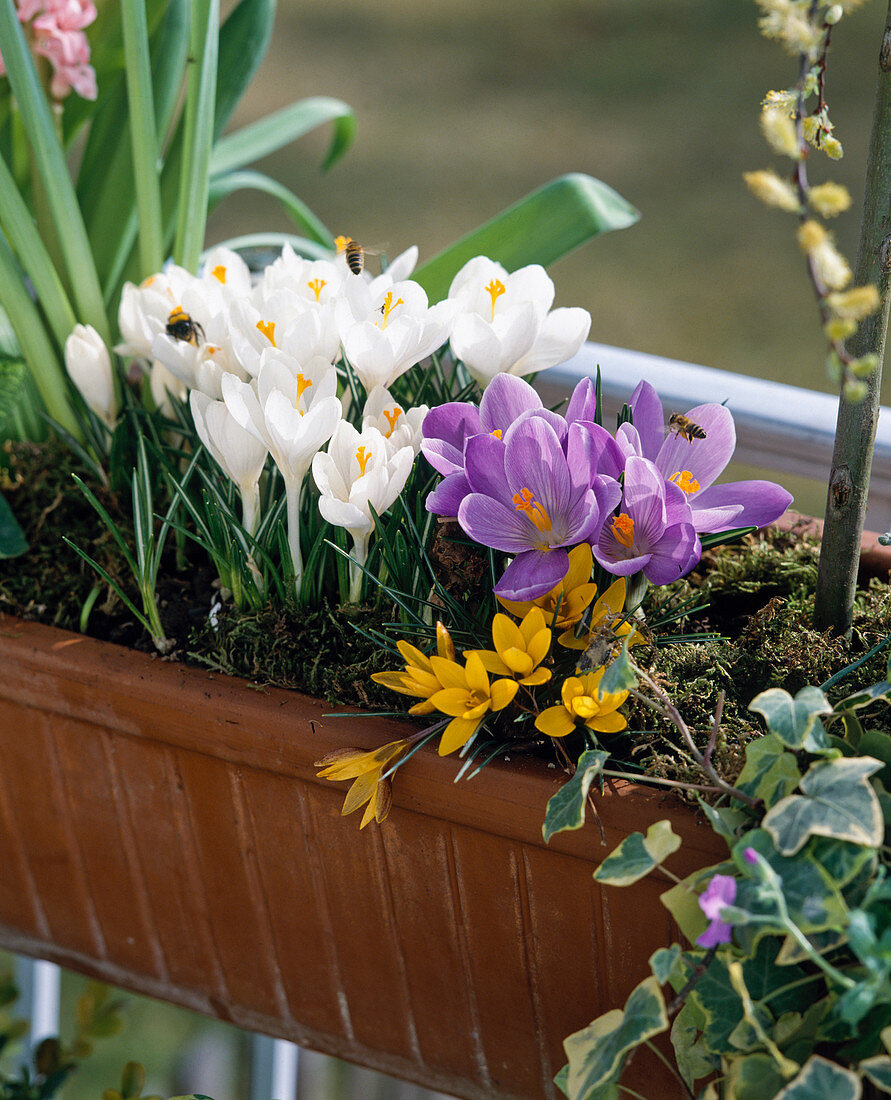 Crocus vernus