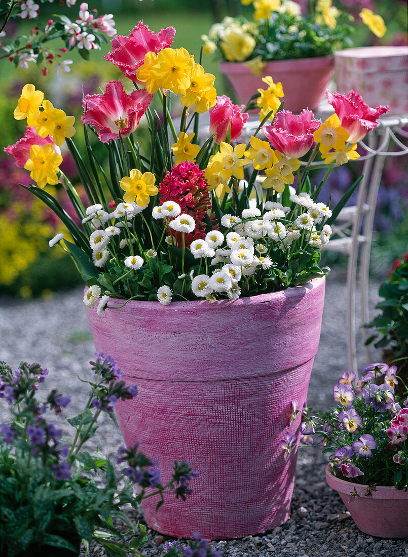 Narcissus 'Pipit', 'Trevithian', / Narzissen, Tulipa 'Crispa'