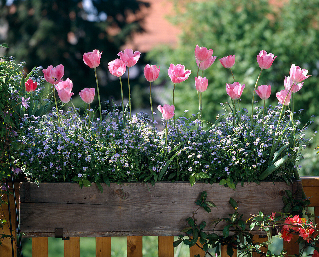 Myosotis, Tulipa, Bellis, Forget-me-not