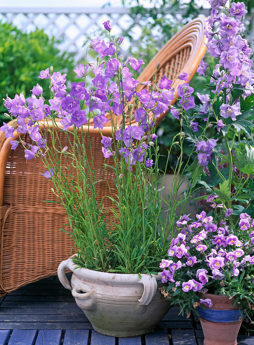 Glockenblume (Campanula persicifolia)