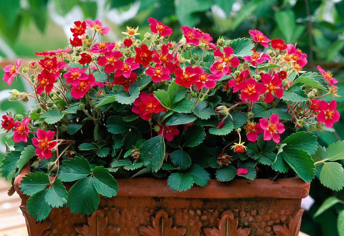 Fragaria 'Roter Panda'