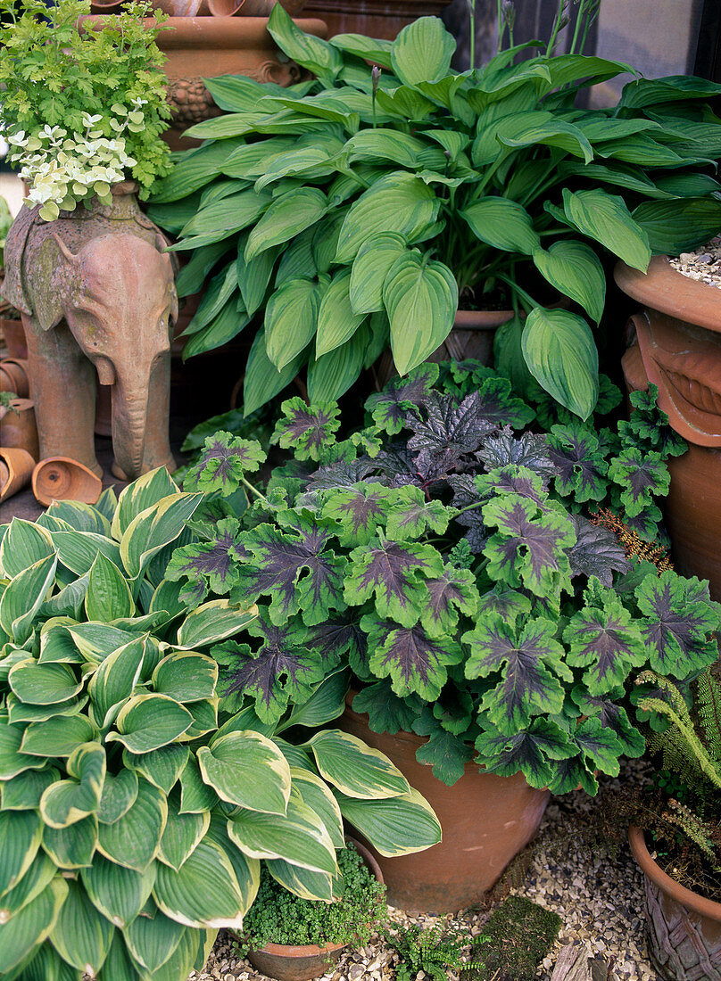 Hosta, Heucherella