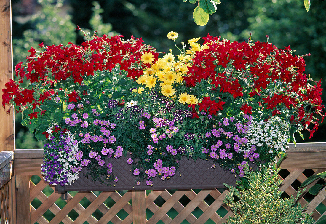 4 NICOTIANA 'Samba Dunkelrot', 3 BRACHYSCOME 'Ultra',