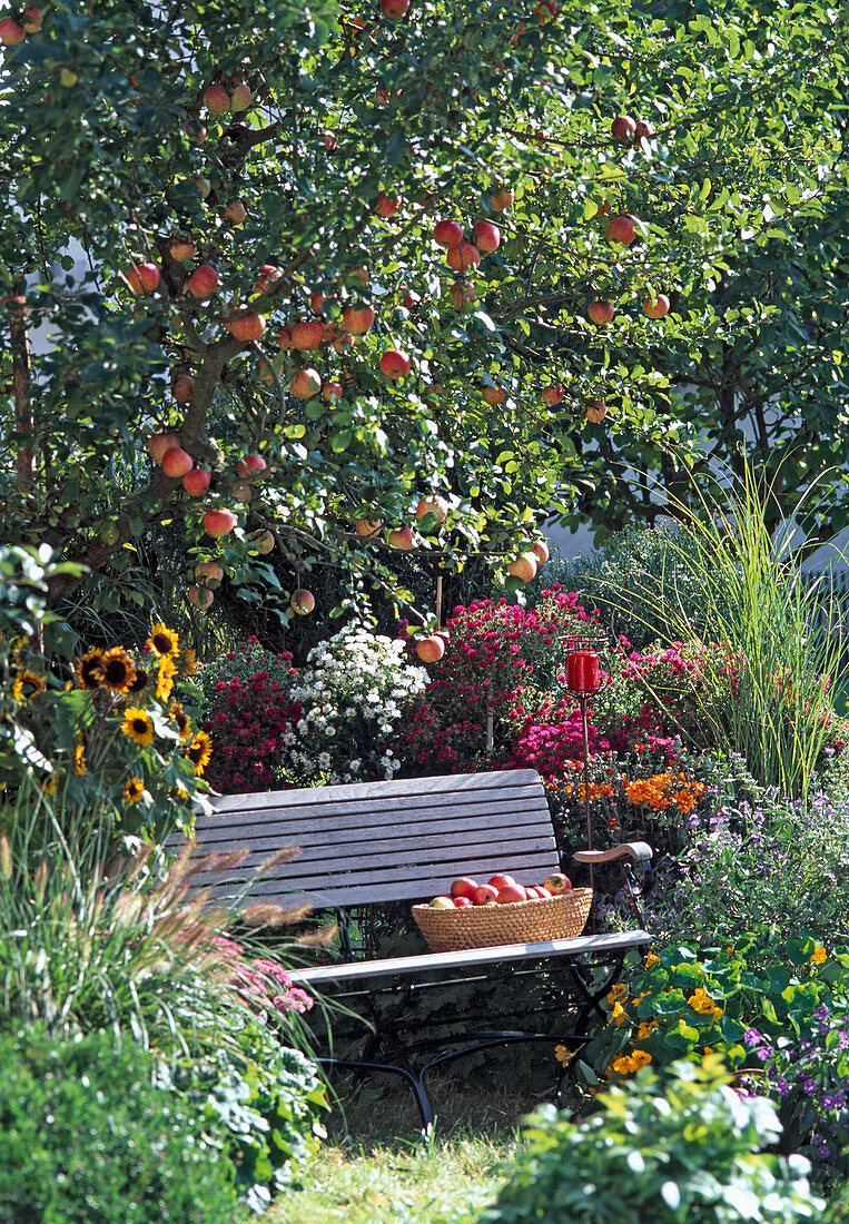 Herbstlicher Garten mit Malus 'James Grieve' (Apfelbaum)