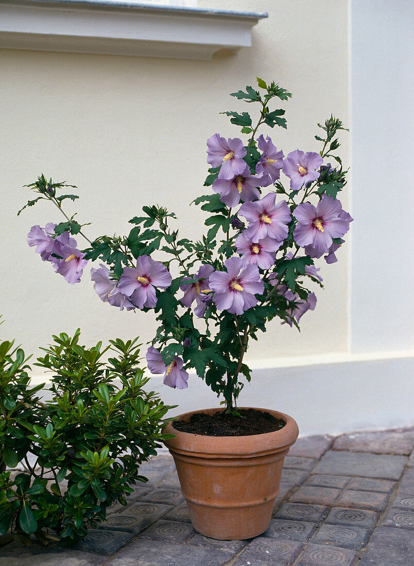 Hibiscus syriacus 'Coelestris', Sedum 'Sempervivum'