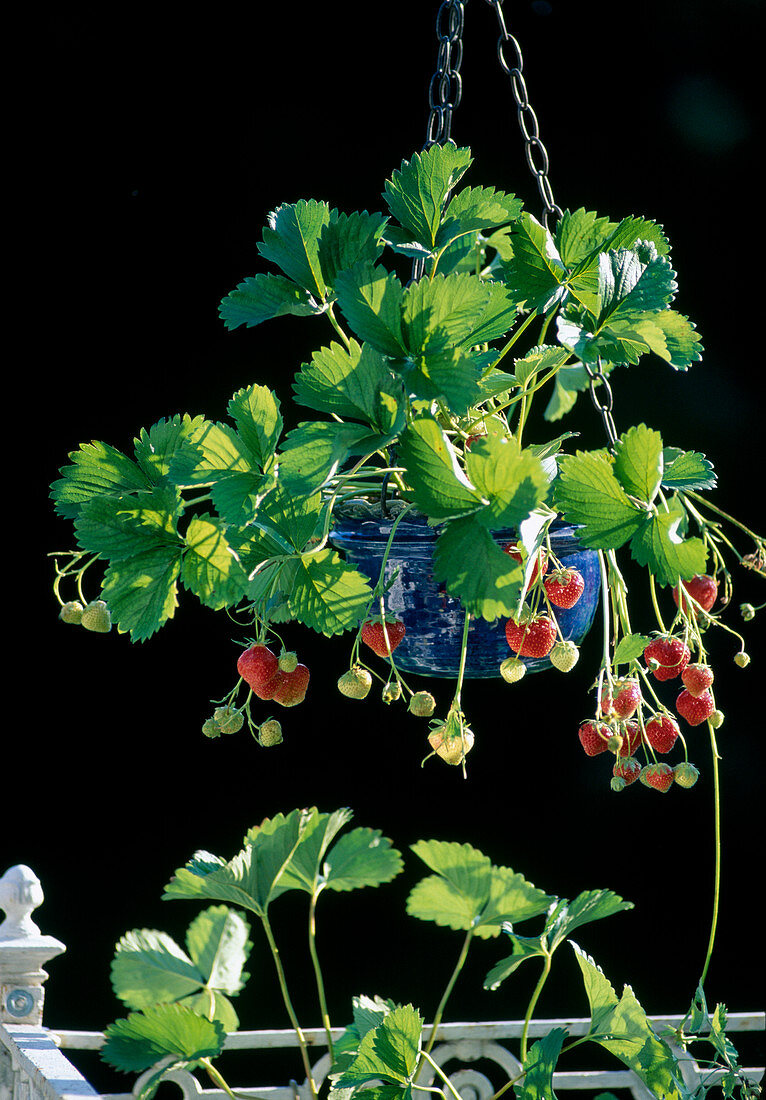 Strawberry 'Elsanta' (Fragaria) bears sweet, aromatic fruits