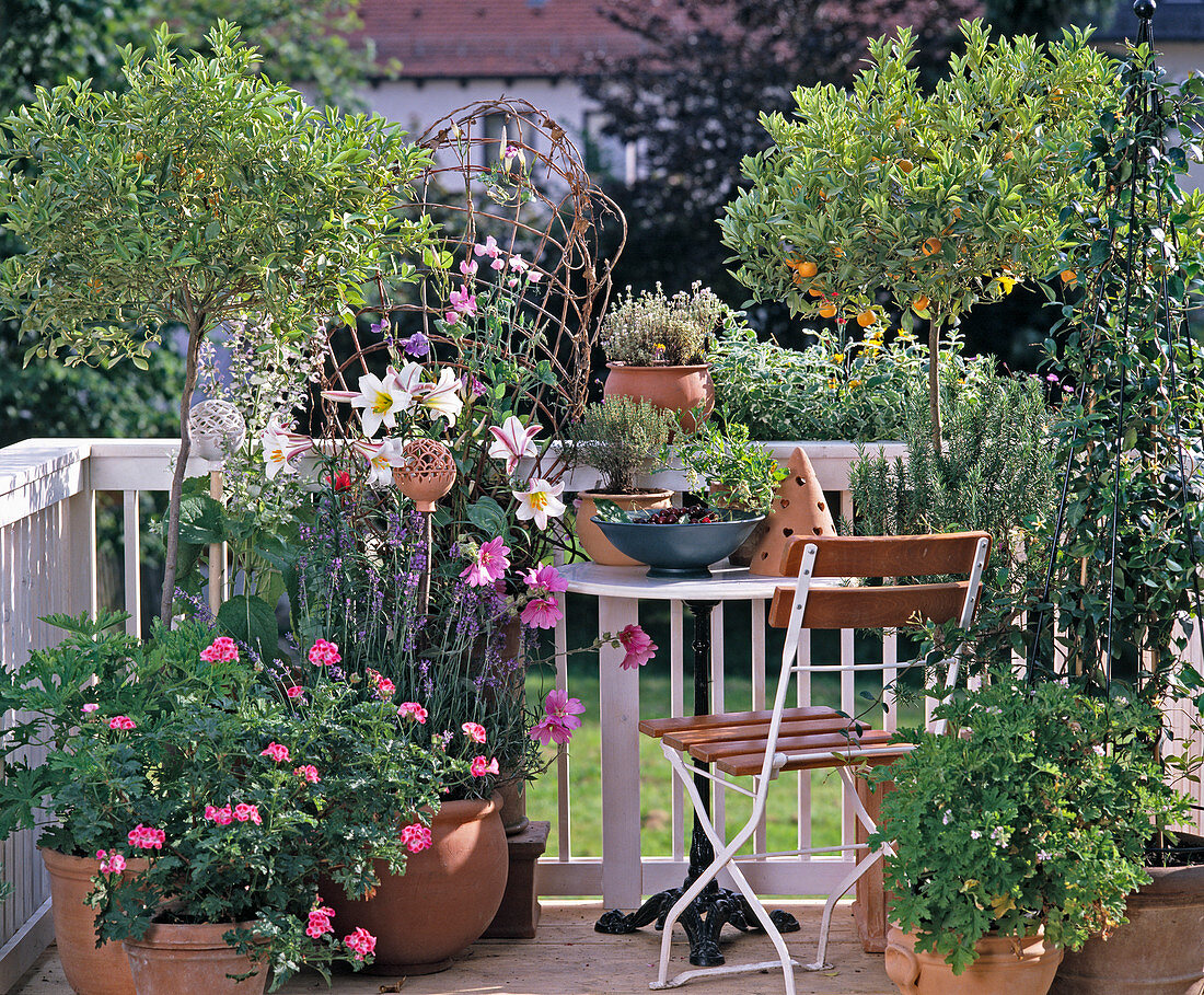 Duftpflanzen Balkon mit Lilium, Citrus, Pelargonium