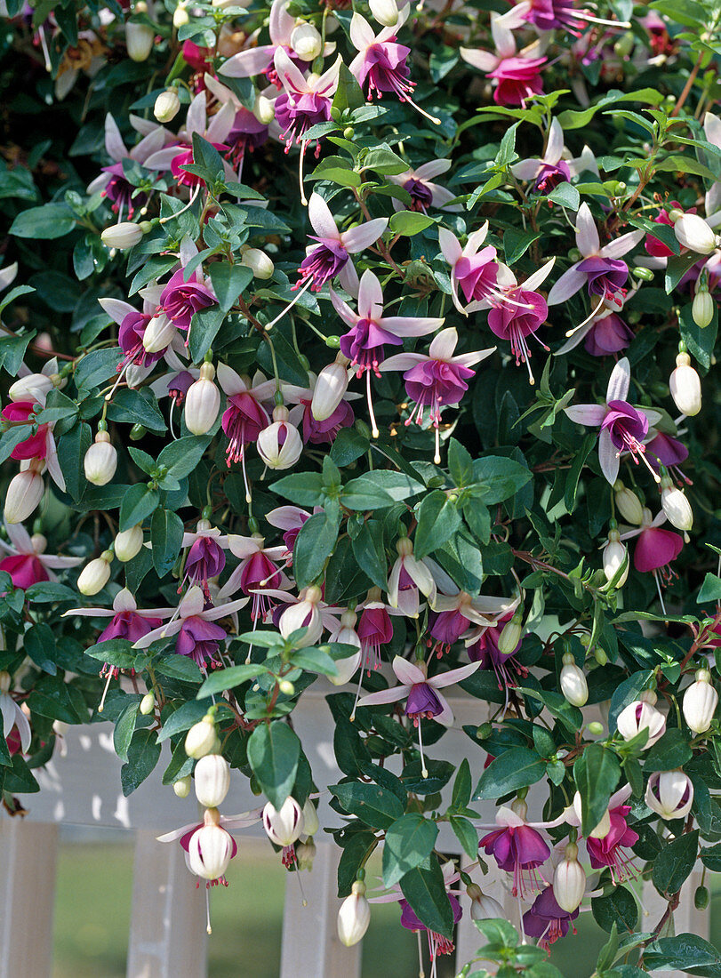 Fuchsia-Hybride