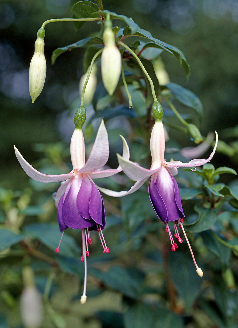 Fuchsia-Hybride