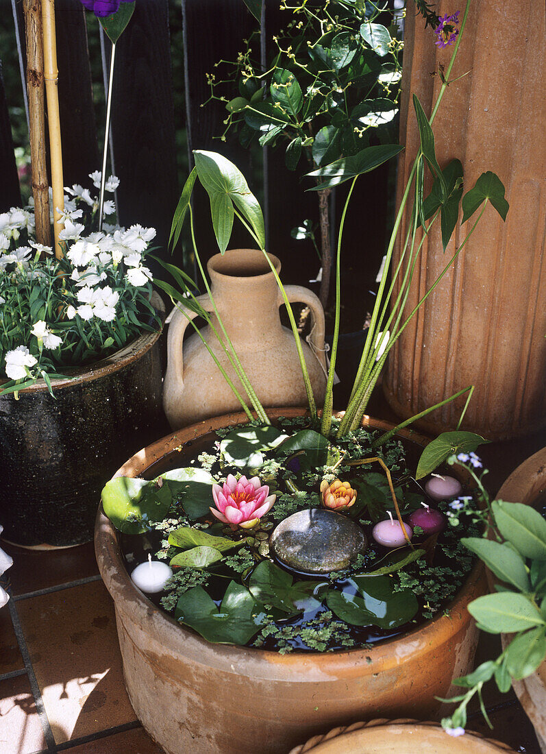 Terracottatopf mit Nymphaea 'Indiana', SAGITTARIA