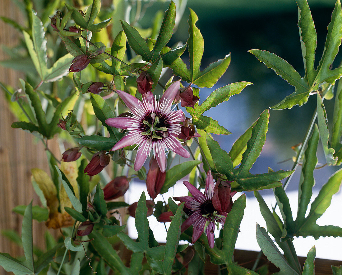 Passiflora violacea 'Victoria'