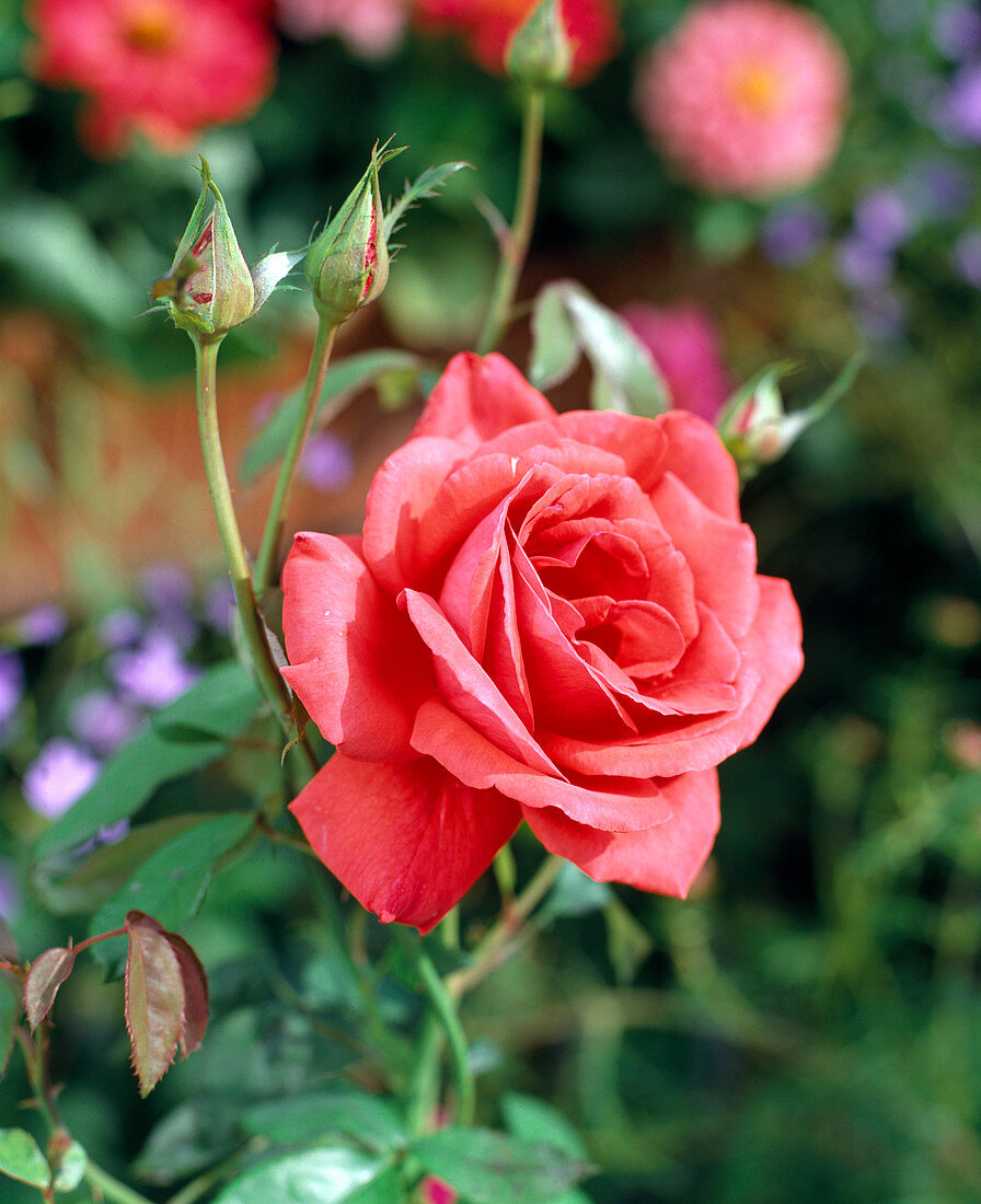 'Duftwolke' precious rose