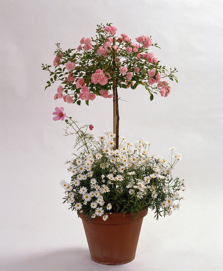 Rose stems with chrysanthemum
