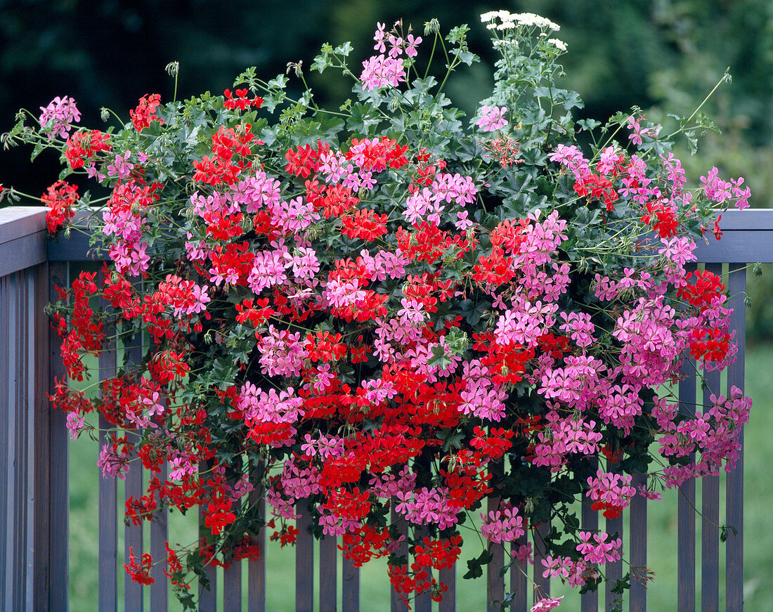 Pelargonium peltatum-Hybriden