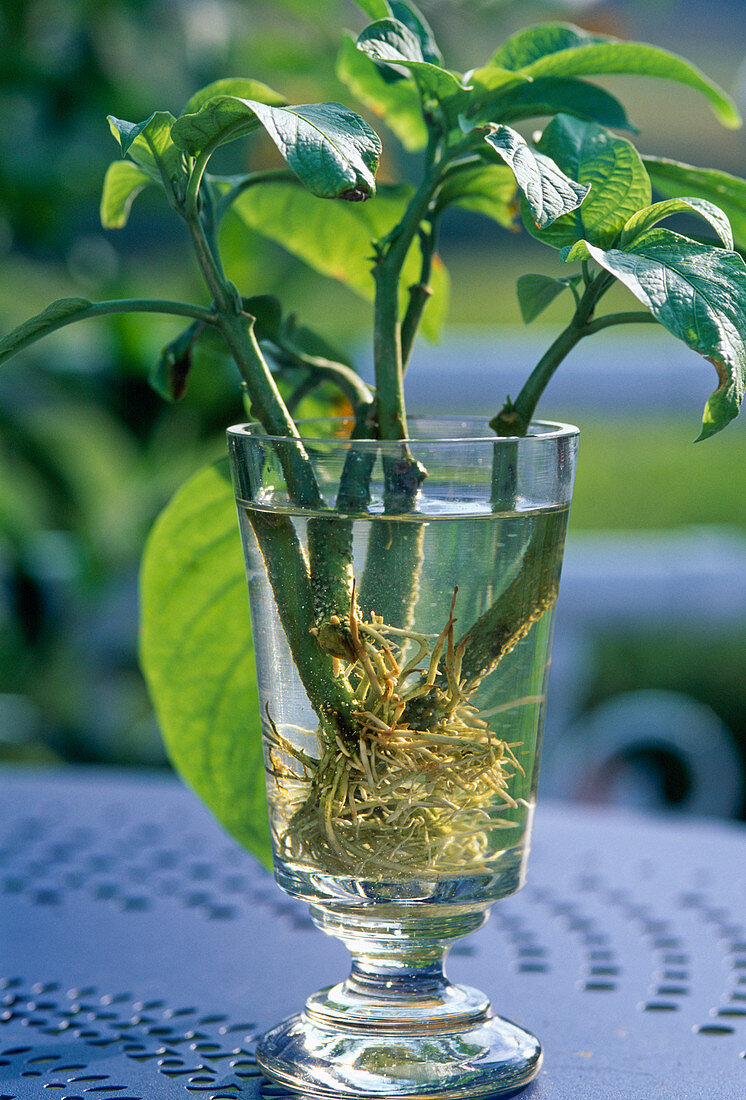 Roasting datura cuttings in a glass of water