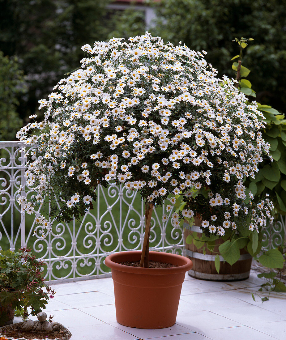 Argyranthemum frutescens, Margerite