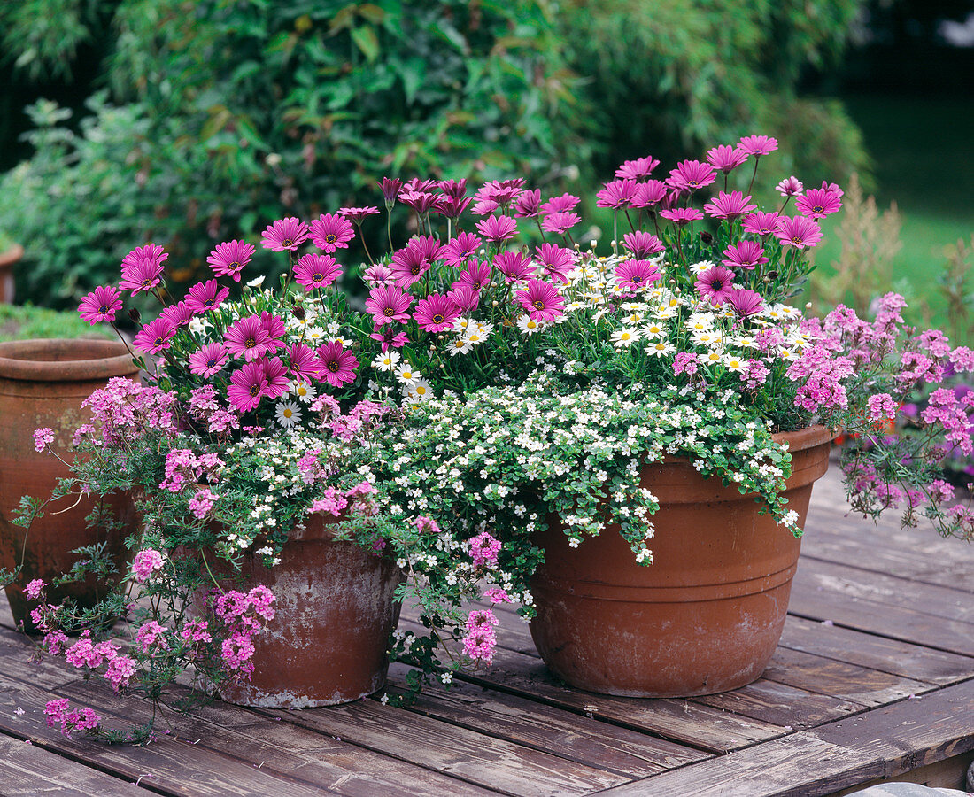 Verbena 'Tapien', Sutera diffusa 'SNOWFLAKE'