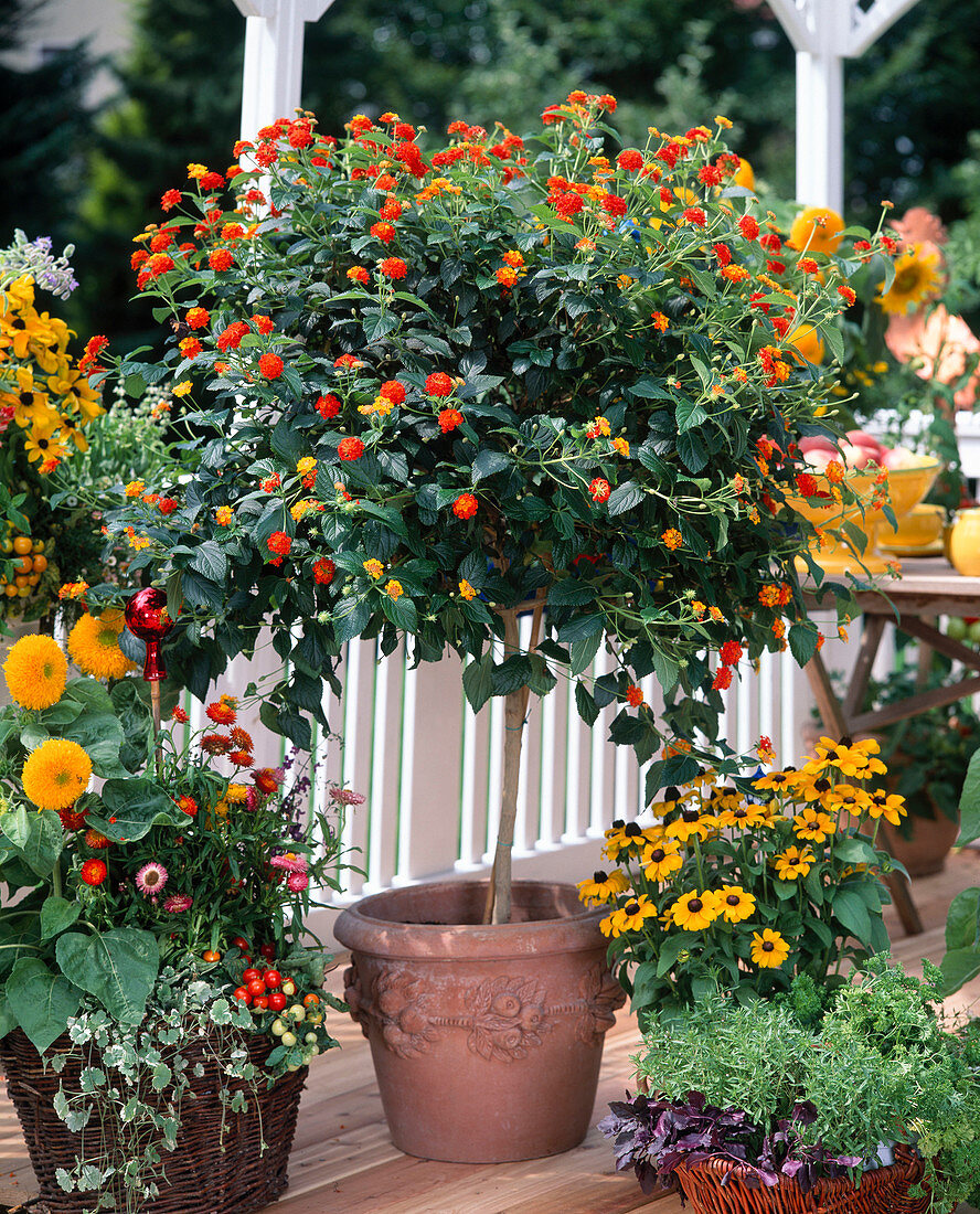 Lantana camara-Hybride, Rudbeckia