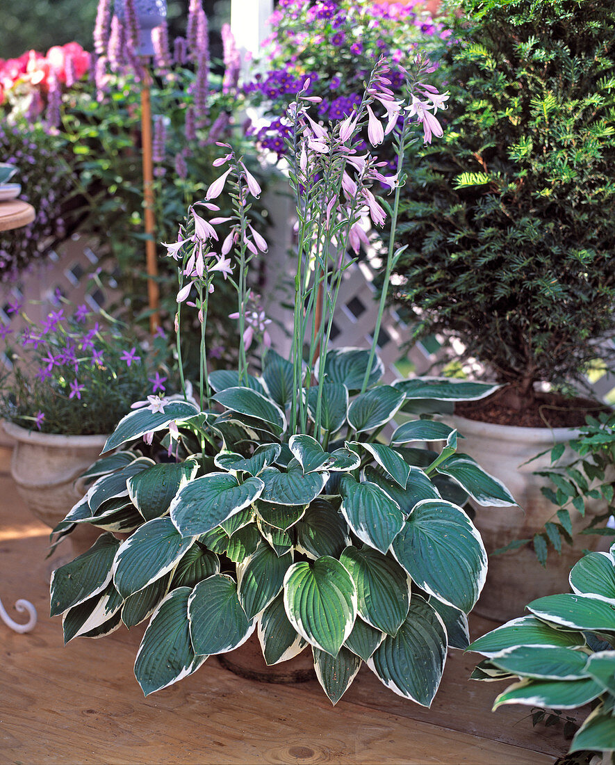 Hosta-Hybride (Funkie)