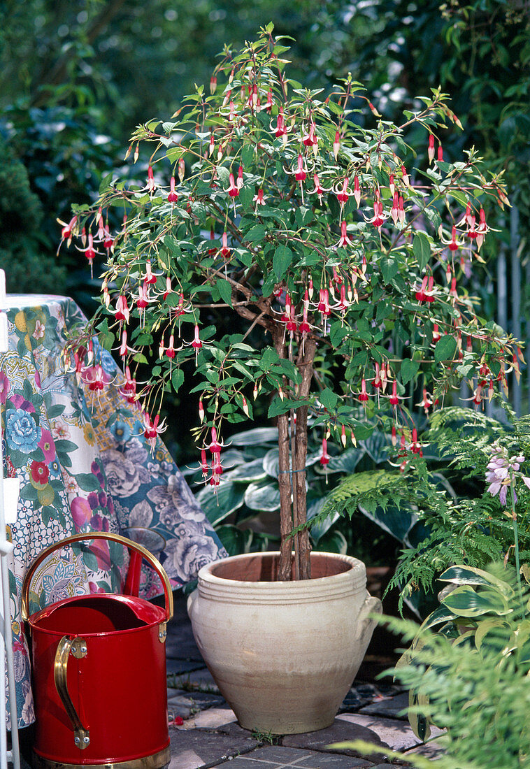 Fuchsia stems