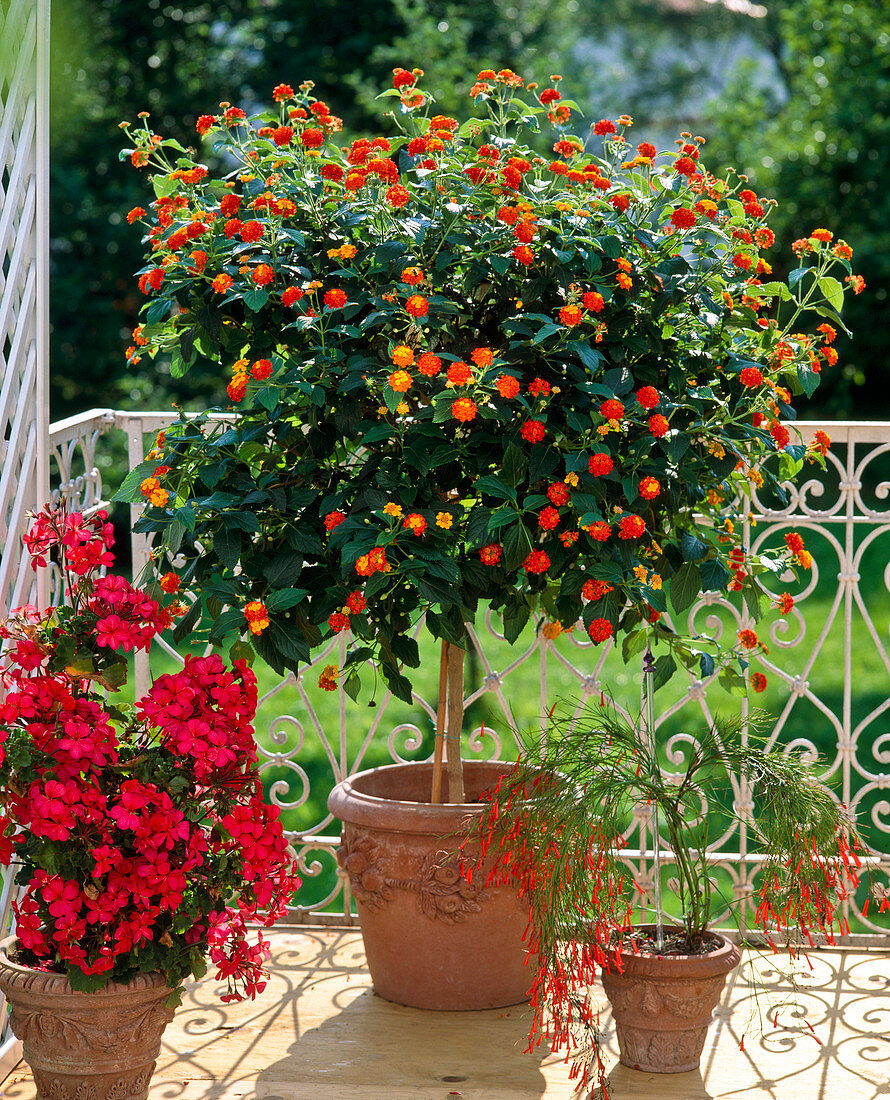 Lantana Camara-Hybride