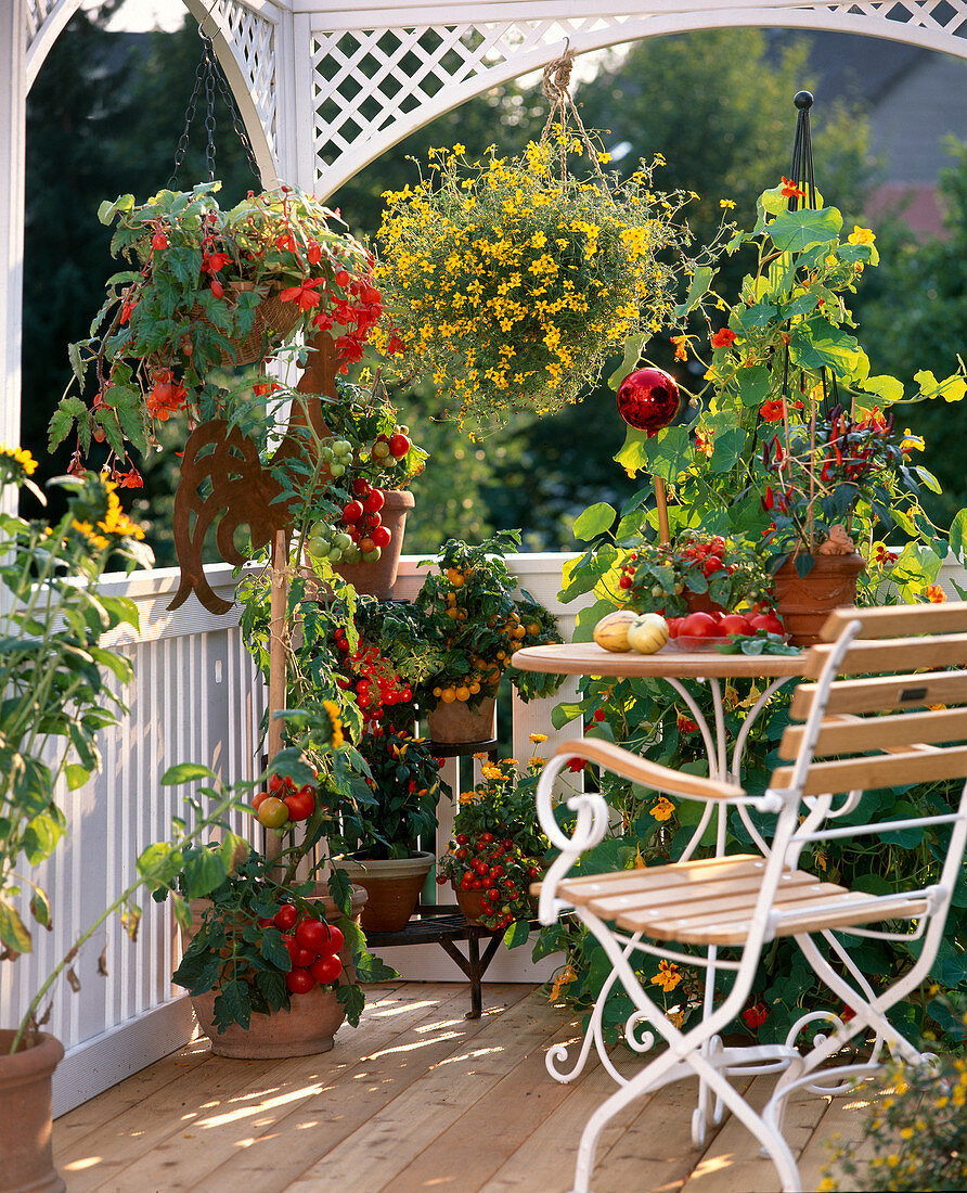 Bidens, Begonia, Rudbeckia, different types of tomatoes