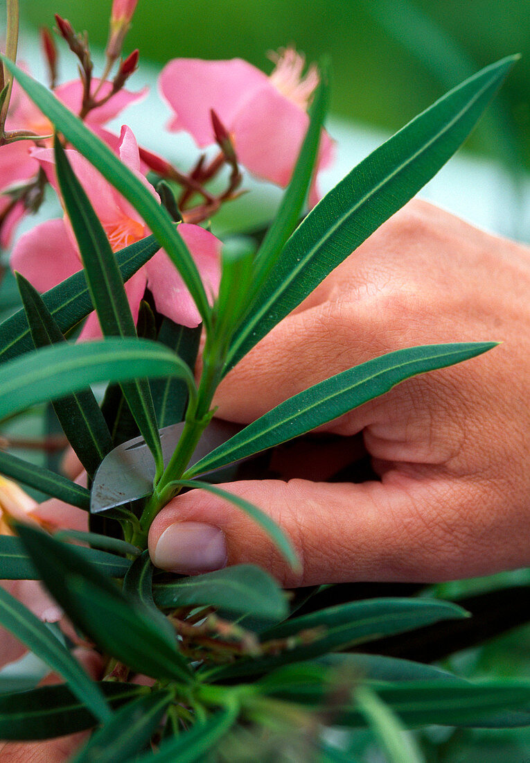 Take cuttings from oleander