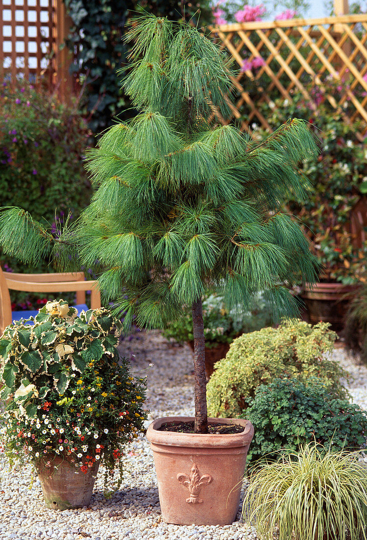 Pinus wallichiana, Pinus griffithii, (Tear Pine)