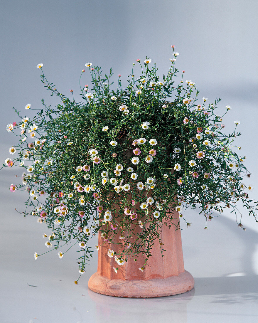 Erigeron karvinskianus 'Blütenmeer', Spanish Daisy