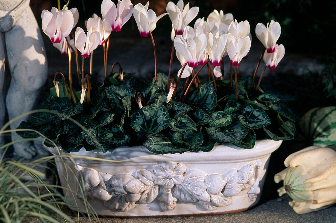 Cyclamen persicum, (Alpenveilchen)