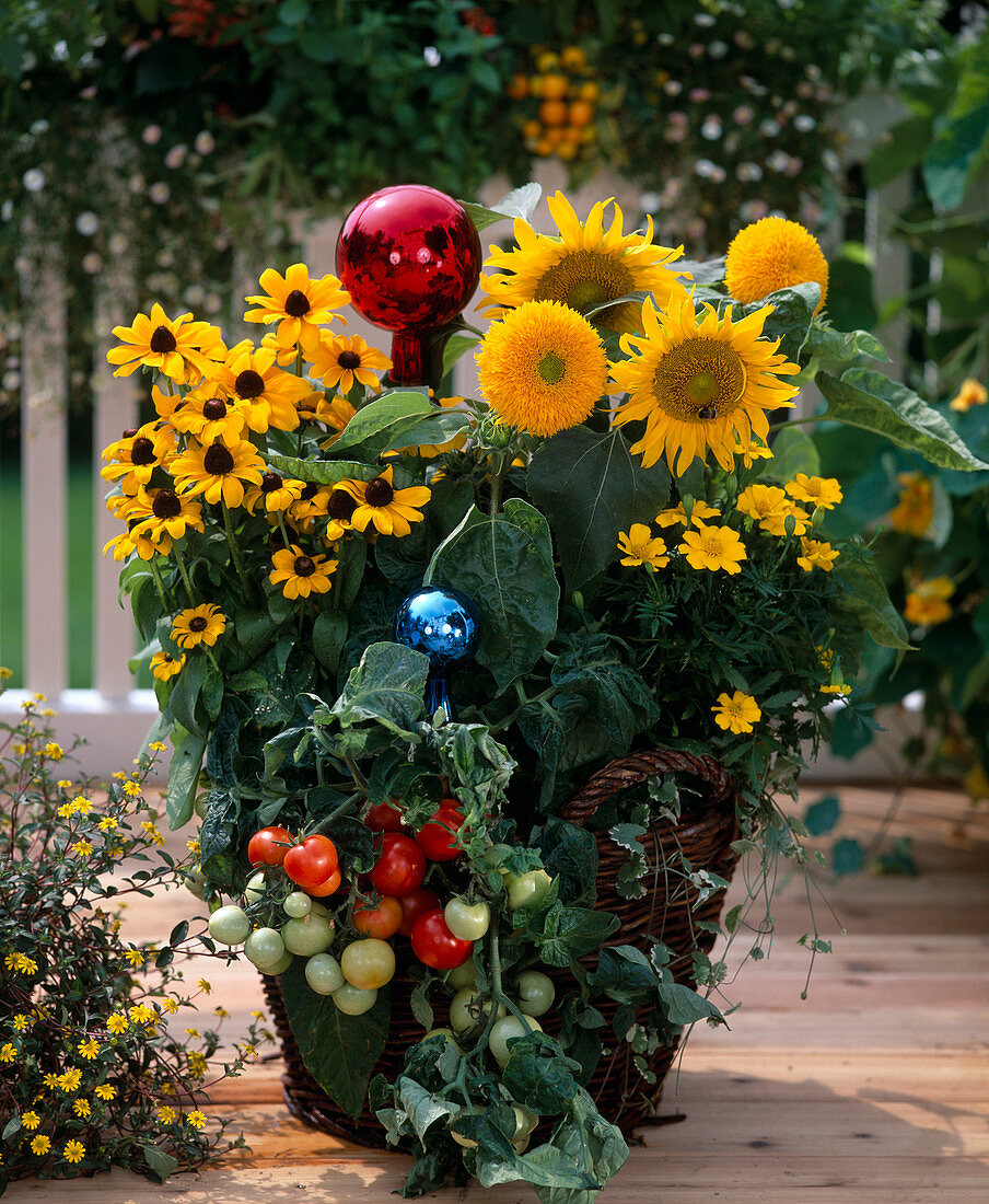 Rudbeckia (Sonnenhut), Tomate, Helianthus