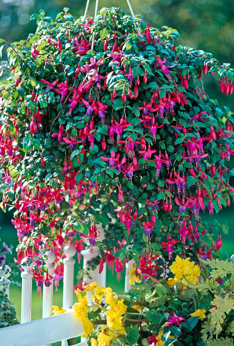 Fuchsia - HYBR. 'Multa'