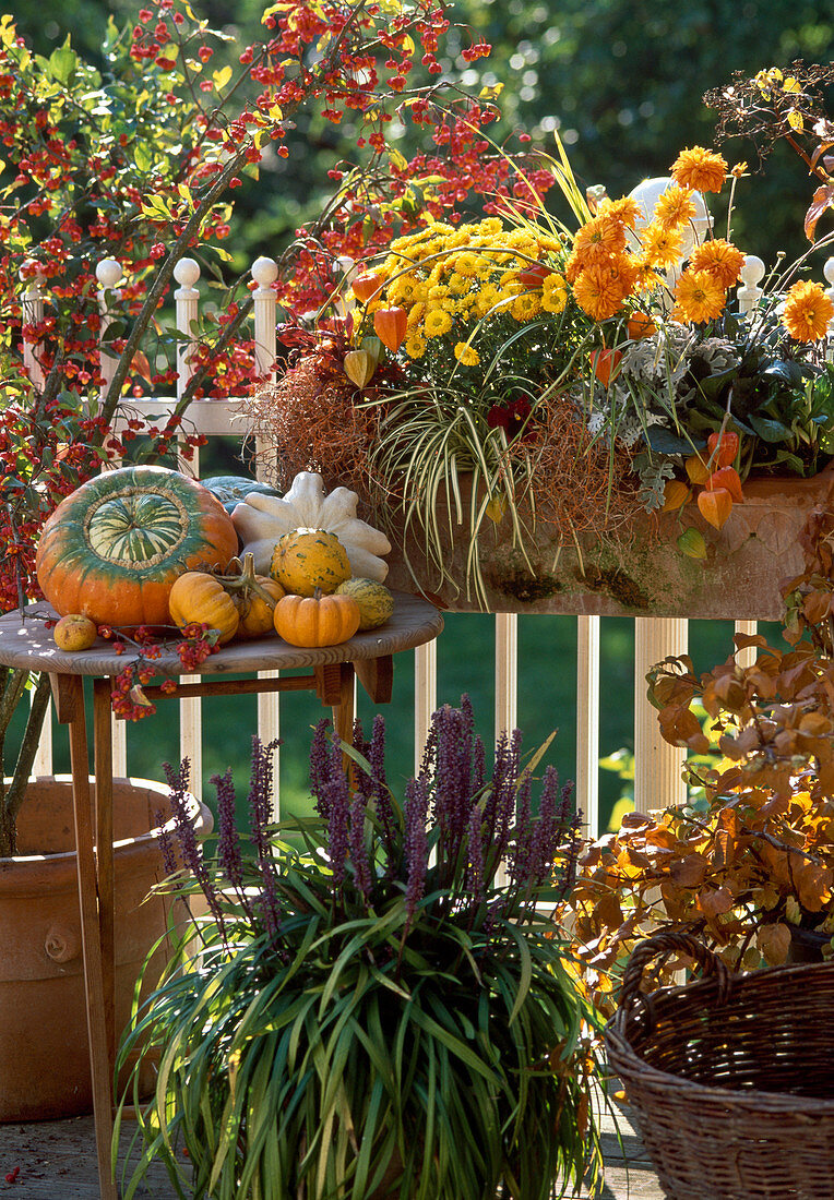 Euonymus europaeum, Dendranthema, Carex, Brassica, Pumpkins