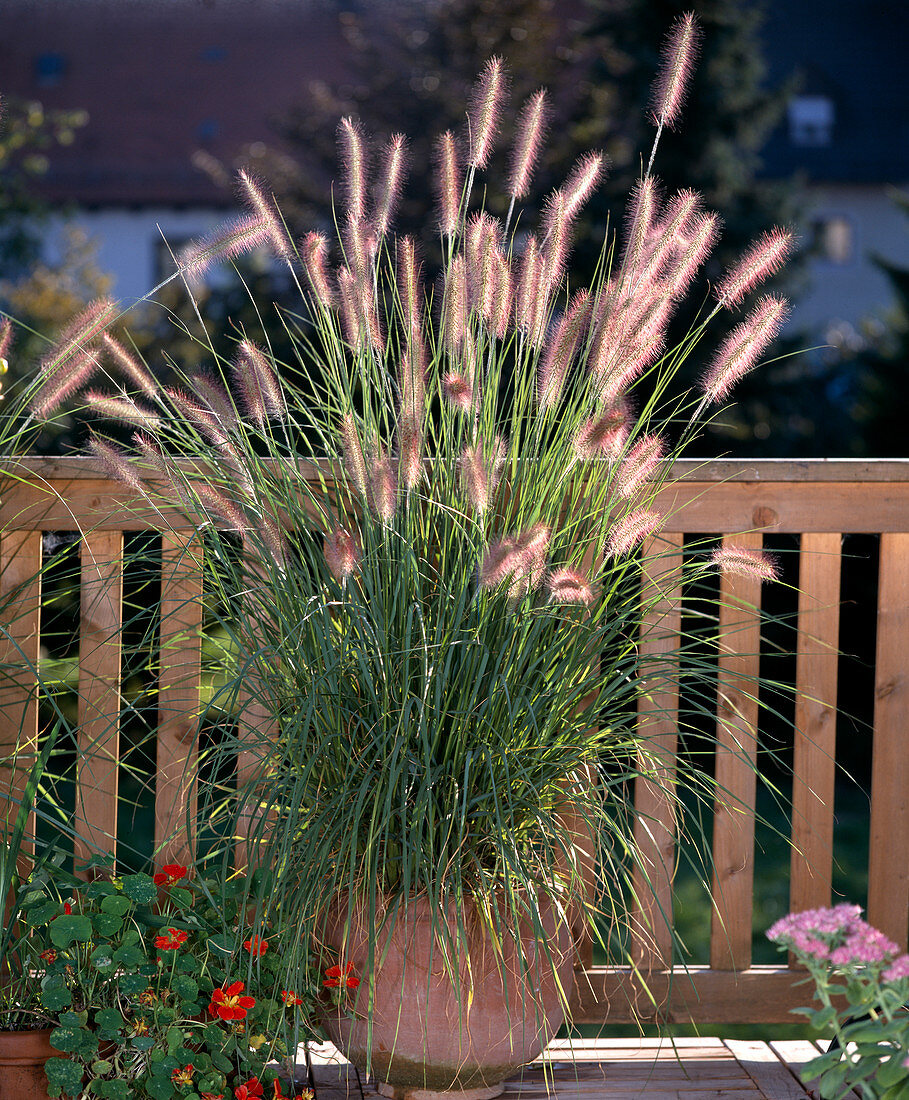 Pennisetum compressum (Federborstengras)