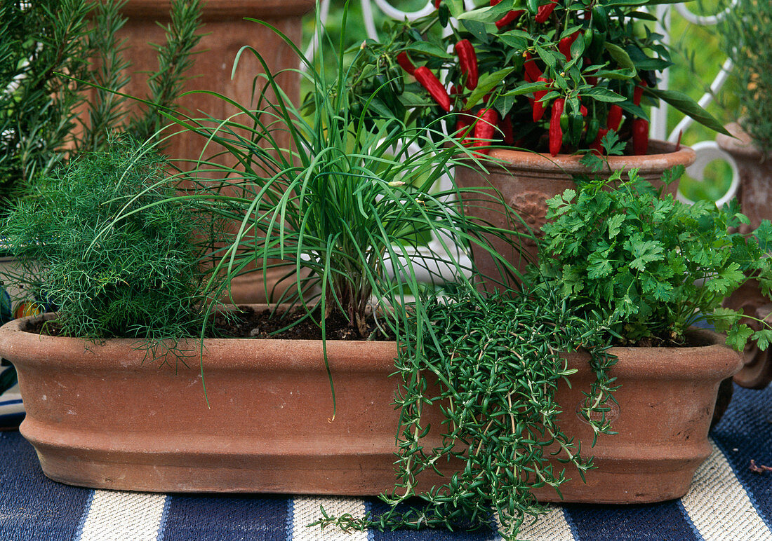 Verschiedene Küchenkräuter auf dem Balkon