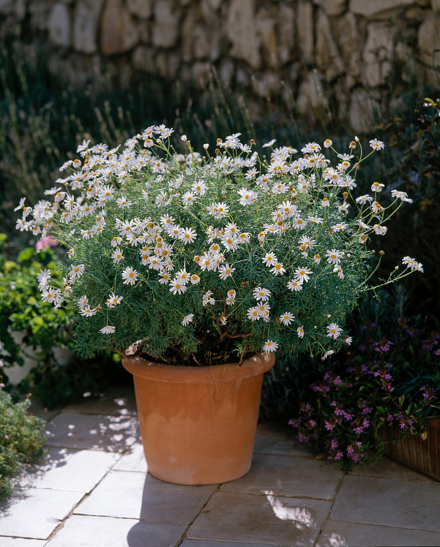 Argyranthemum frutescens