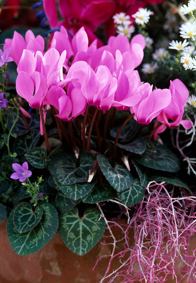 Cyclamen persicum, (Alpenveilchen)