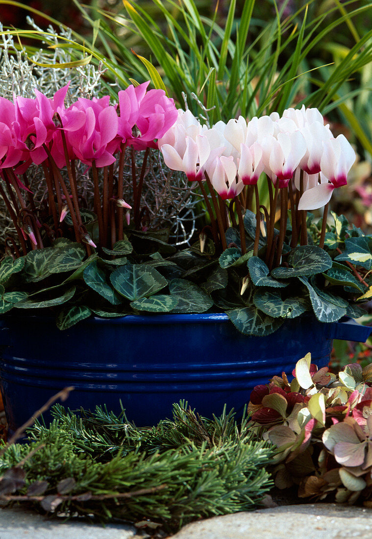 Cyclamen persicum