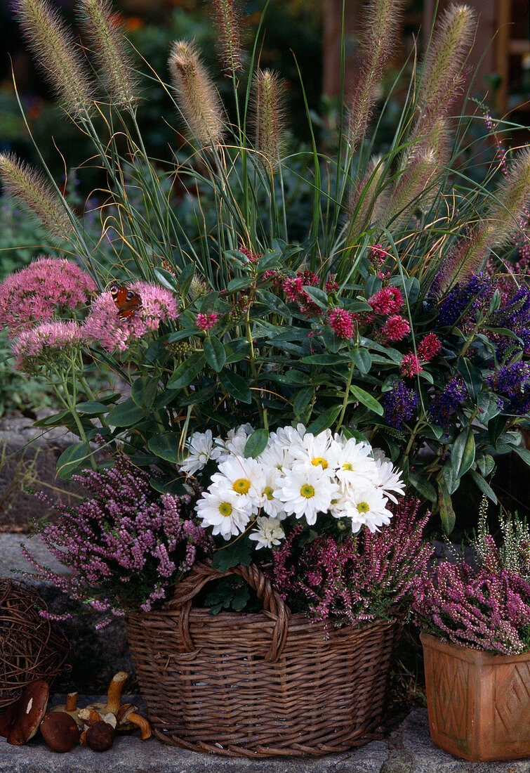 Autumn-planted basket, Chrysanthemum (autumn chrysanthemum)