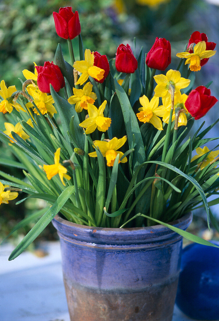 Tulipa 'Hamilton'