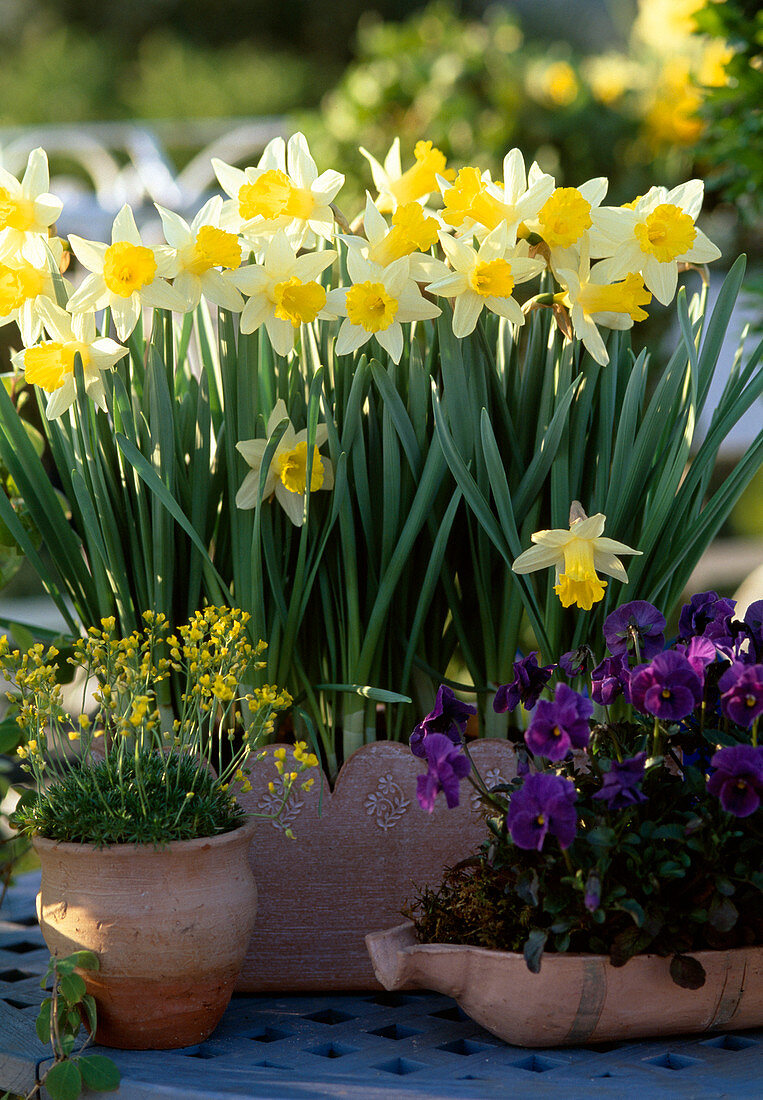 'Topolino' Narcissus