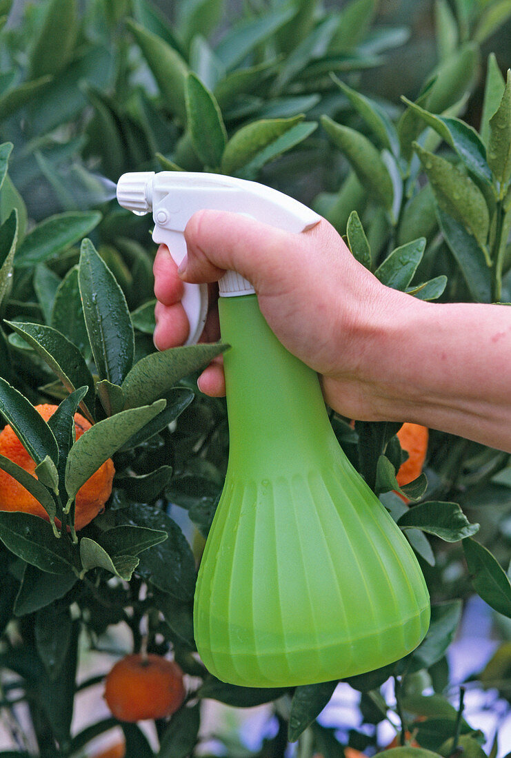 Spraying citrus leaves with iron fertilizer
