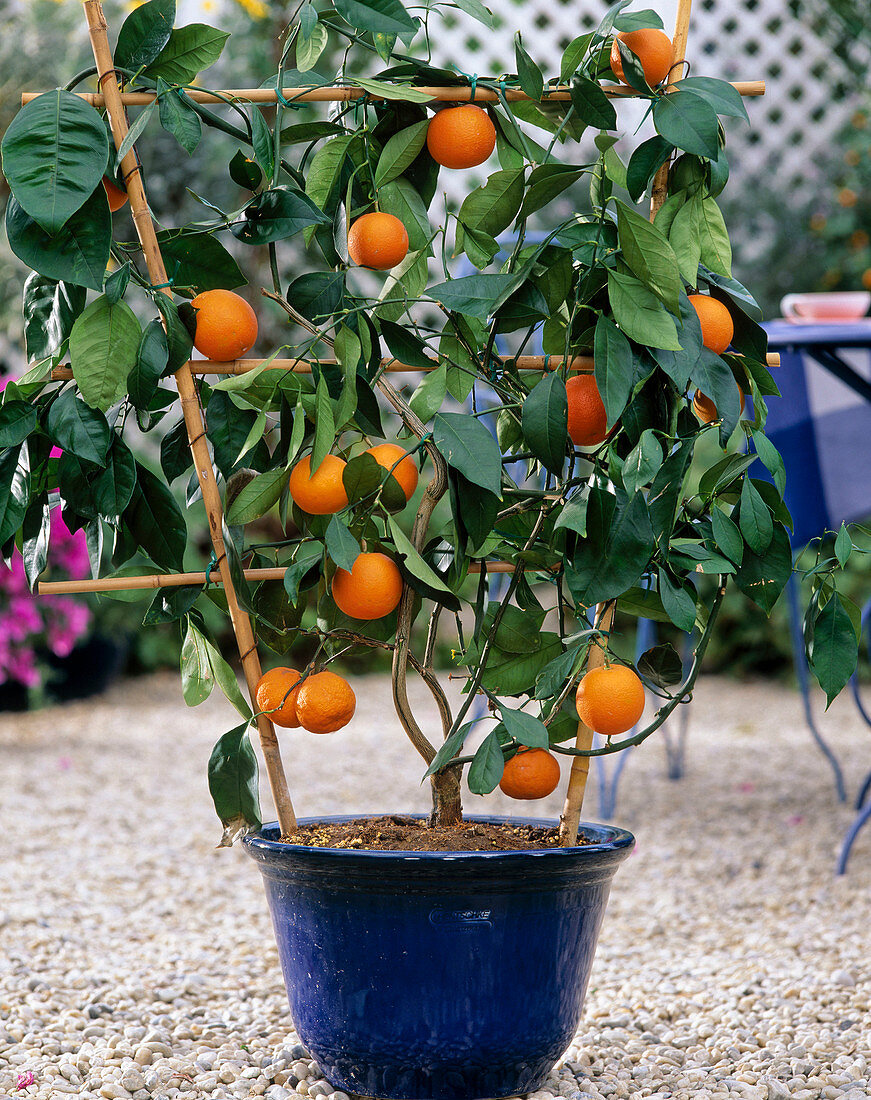 Citrus sinensis (Orange) am Spalier angebaut