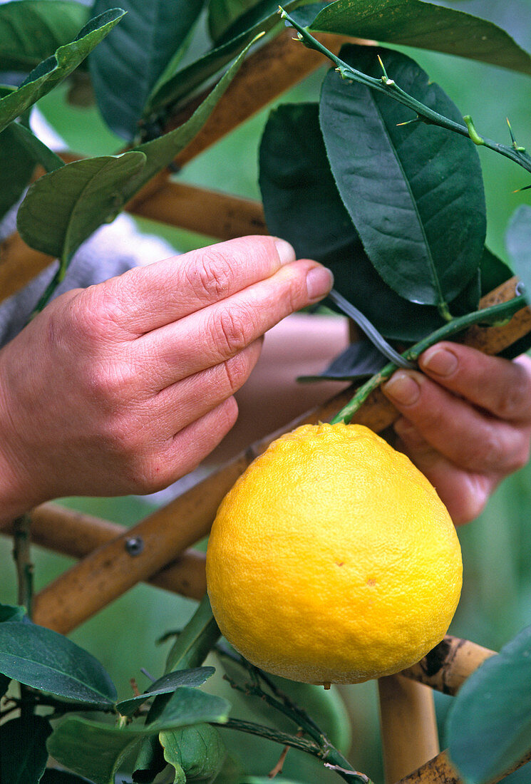 Citrus 'limon X paradisii' at the trellis