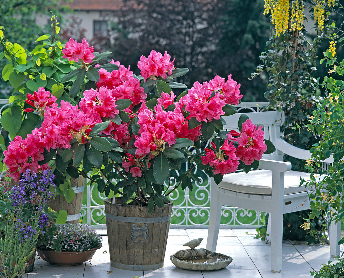 Rhododendron hybrid 'Anna Rose Whitney'