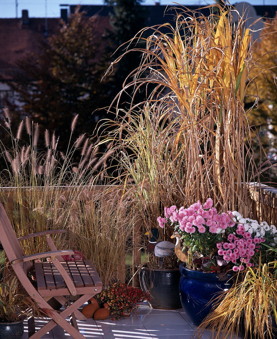 Grass balcony in autumn with Pennisetum, Miscanthus japonicus