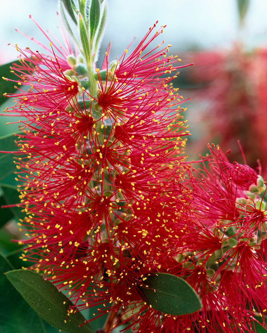 Callistemon Citrinus