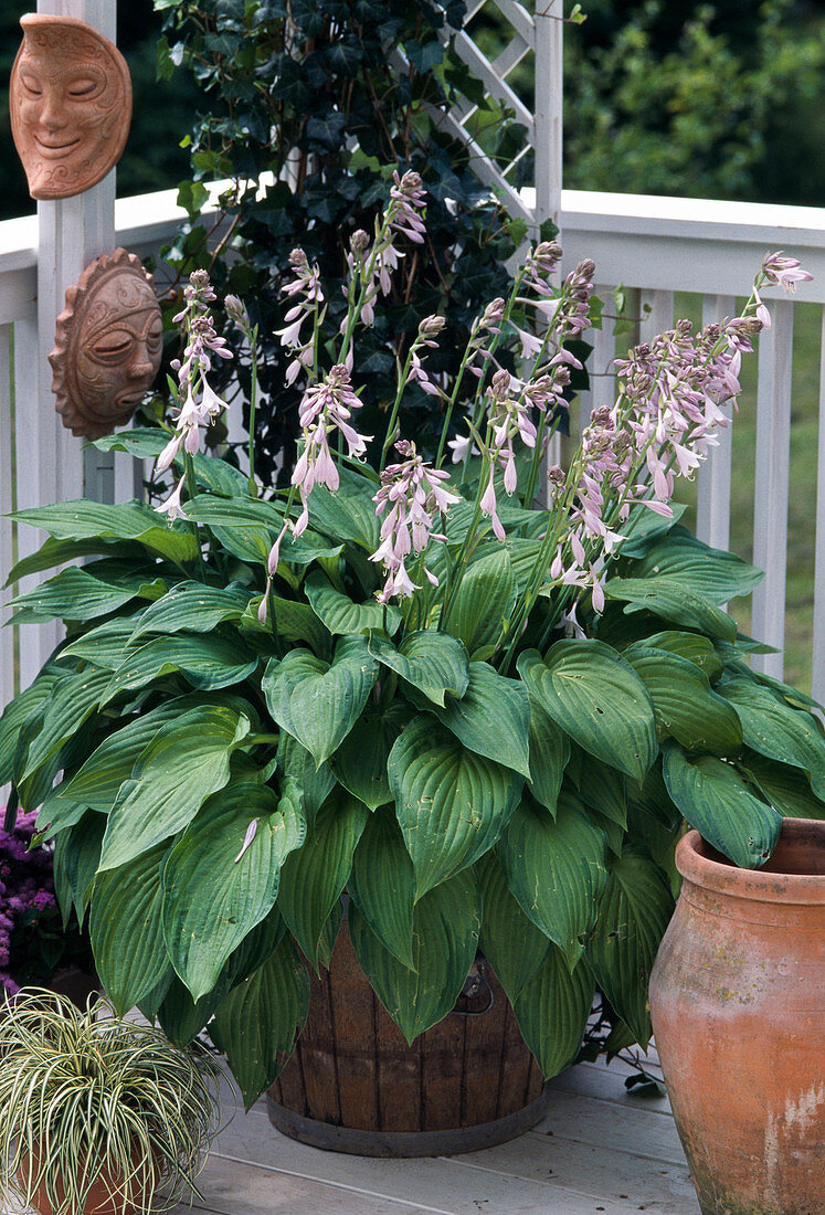 Hosta-Hybriden