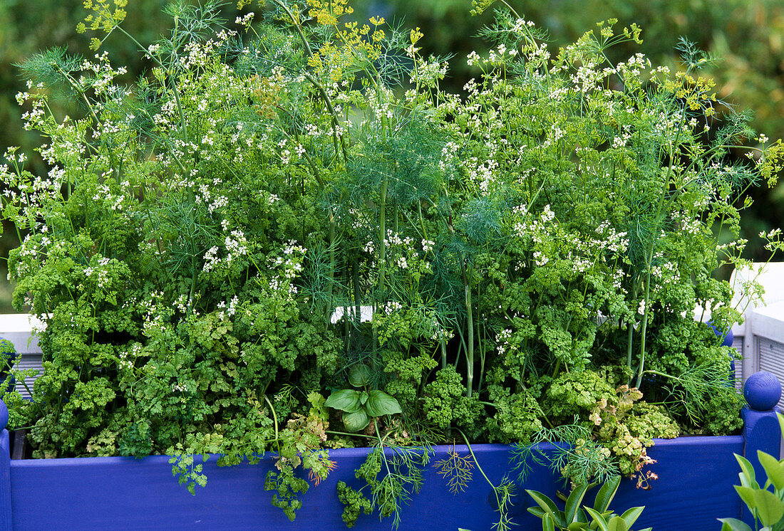 Chervil and dill in the box