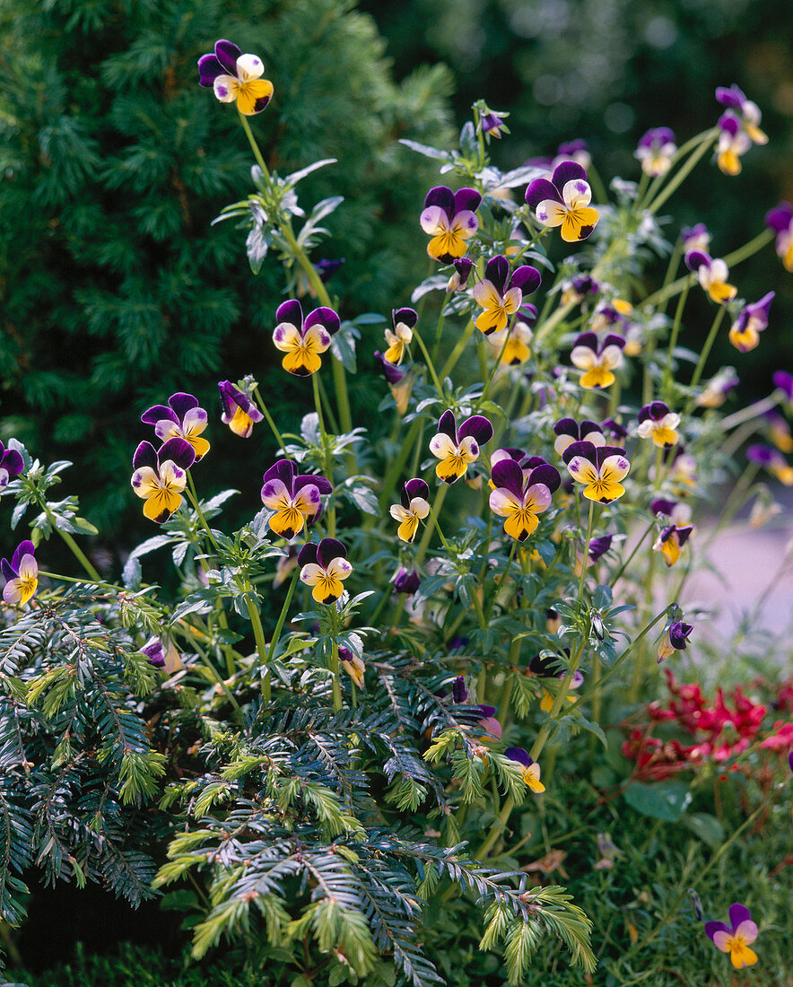 Viola cornuta 'Helen Mount'